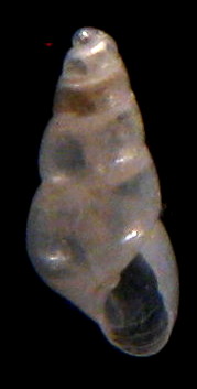 Odostomia kromi? Tarifa ariva